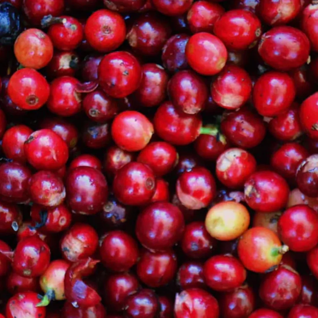 収穫されたコスタリカのコーヒーチェリー